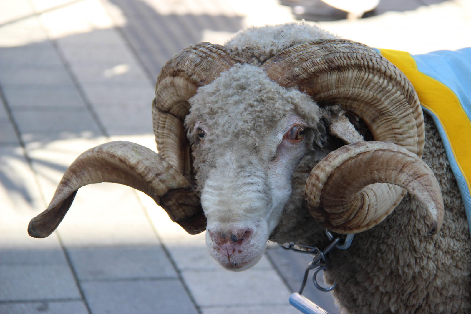 เพลง, สัก, Canon, ทหาร, แกะ, ขบวนพาเหรด, เครื่องดนตรี, musik, parad, canon100, ไม่มีการตัดต่อ, ออเคสตร้า, เครื่องดนตรี, orkester, Milic Rorkester, สัตว์ป่า, สัตว์เลี้ยงลูกด้วยนม, แตร, แกะ, สัตว์มีกระดูกสันหลัง, วัวแพะครอบครัว