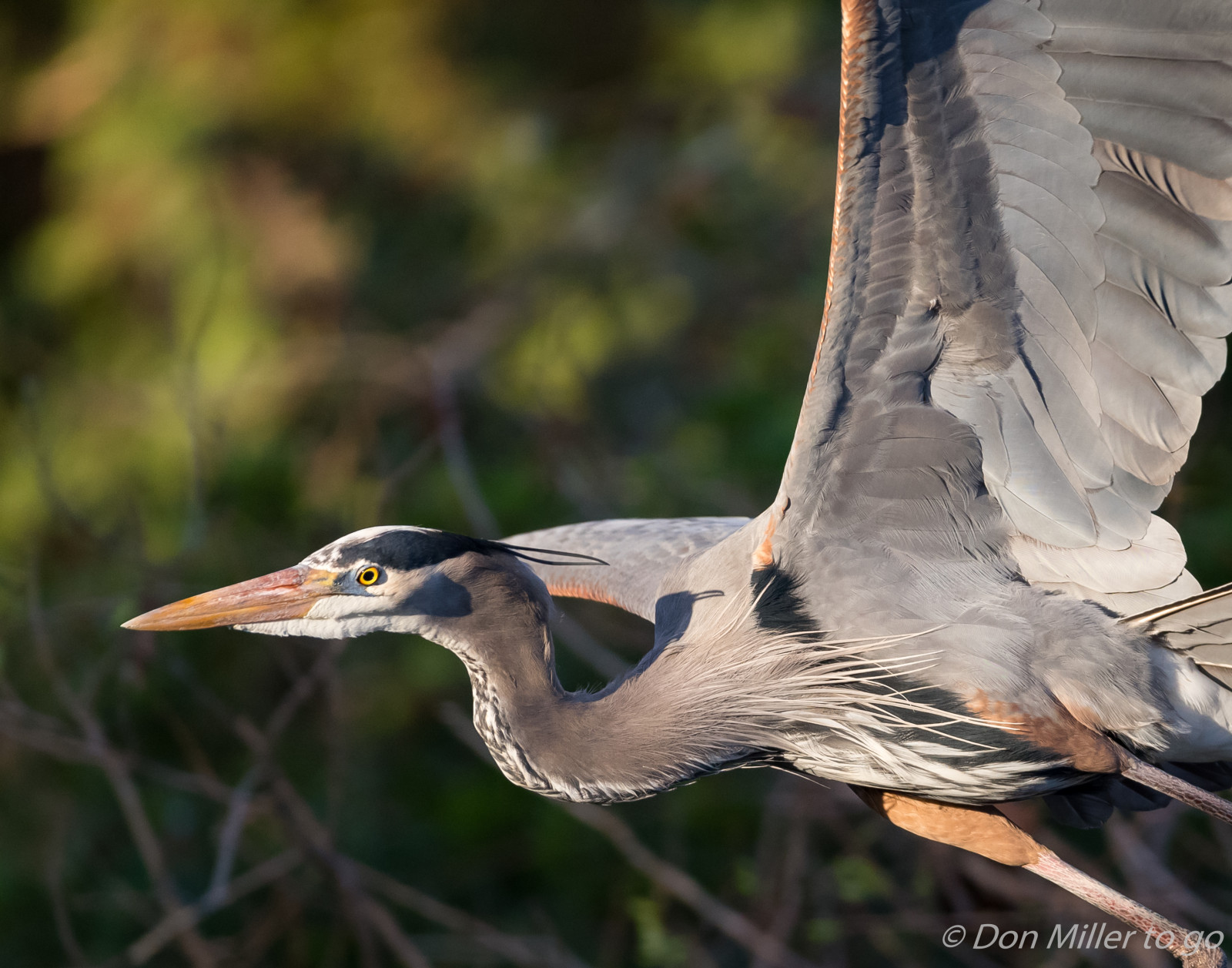 uccelli, natura, all'aperto, natura, becco, Florida, uccello, D810, birdwatching, venicerookery, onawalk, gruppo d'alberi con nidi di corvi, greatblueheron, airone, ala, fauna, vertebrato