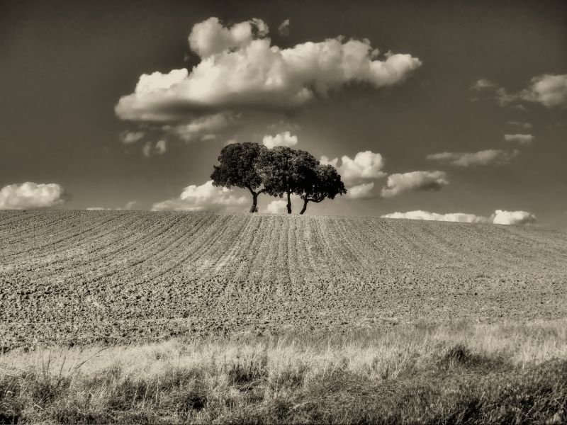 Sky,himmel,sort og hvid,træ,monokrom fotografering,vedplante