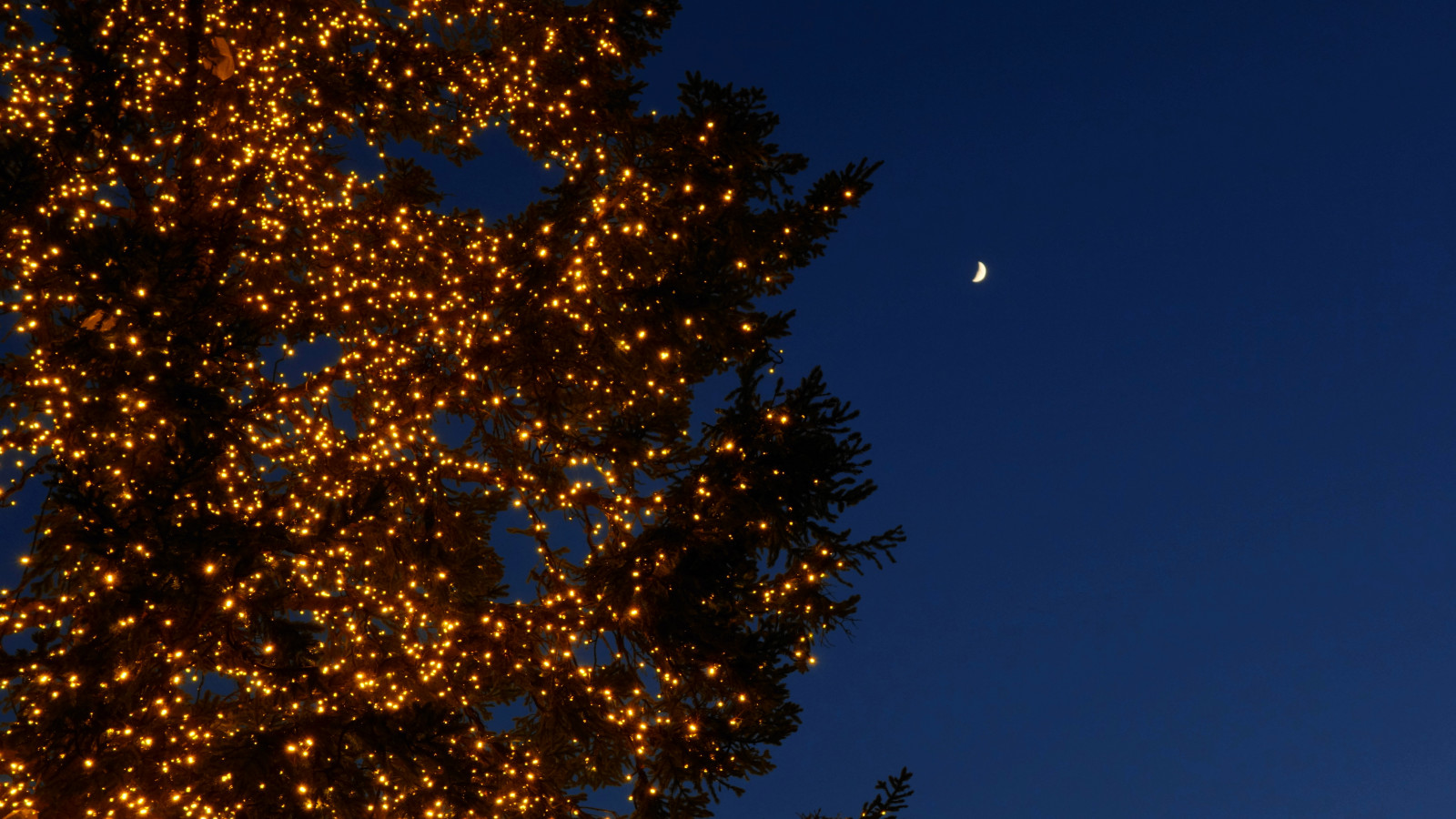 Wallpaper sunlight, trees, dark, night, reflection, sky, Moon, blue