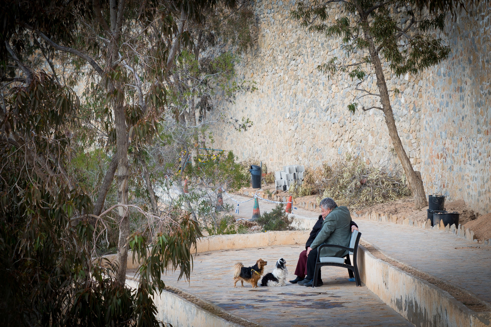 černobílý, ulice, Příroda, zima, ráno, Pes, fotograf, Španělsko, Facebook, Mono, Černý a bílý, strom, zvíře, podzim, flickr, sezóna, tělesné, streetphotography, upřímný, streetshot, blancoynegro, zveřejněno, otherkeywords, knutarnegjertsen, nationalgeographicassignment, achromatický, orihuelacosta, alicantevalencia