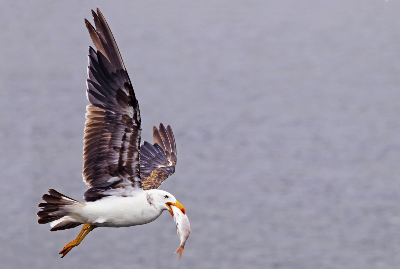 morgen, sommer, fisk, natur, tæt på, inflight, dOF, fodring, dyreliv, Australien, Victoria, pinkie, aviær, havfugle, national geografi, birdwatcher, makrofotografi, portphillipbay, stkildapier, pacificgull, closetonature, laruspacificus, babysnapper, concordians