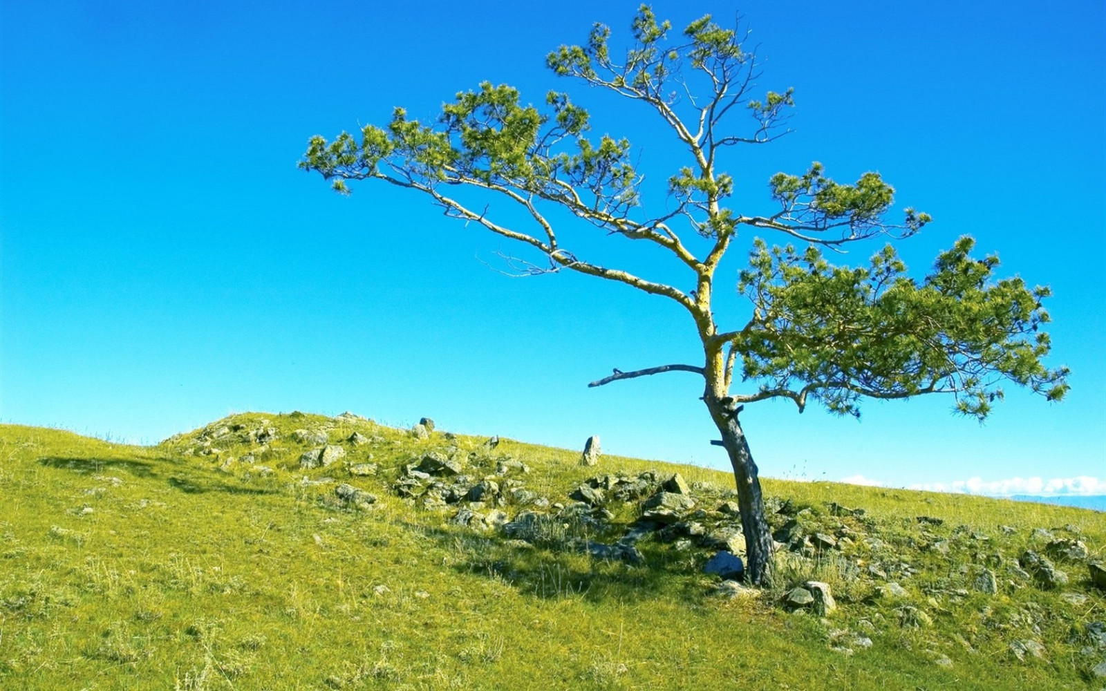 landskab, bakke, græs, himmel, sten, Mark, afdeling, Nationalpark, Sibirien, mount landskaber, naturreservat, steppe, træ, bjerg, græsarealer, plante, grene, græs, vegetation, eng, almindeligt, prærie, hældning, vedplante, økosystem, biom, hill station, savanne, shrubland, økoregion, plant community