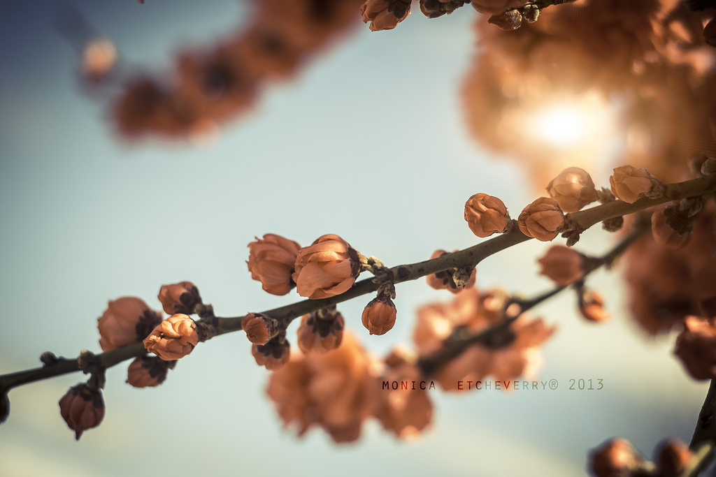 jídlo, květiny, Příroda, Červené, nebe, fotografování, větev, ovoce, Nikon, květ, jaro, 2013, Argentina, září, světlo, barva, strom, podzim, den, list, květ, rostlina, bobule, sezóna, flóra, cielo, naturaleza, primavera, flores, dia, D3100, okvětní lístek, luz, monicaetcheverry, vyrobit, zblízka, makro fotografie, šípek