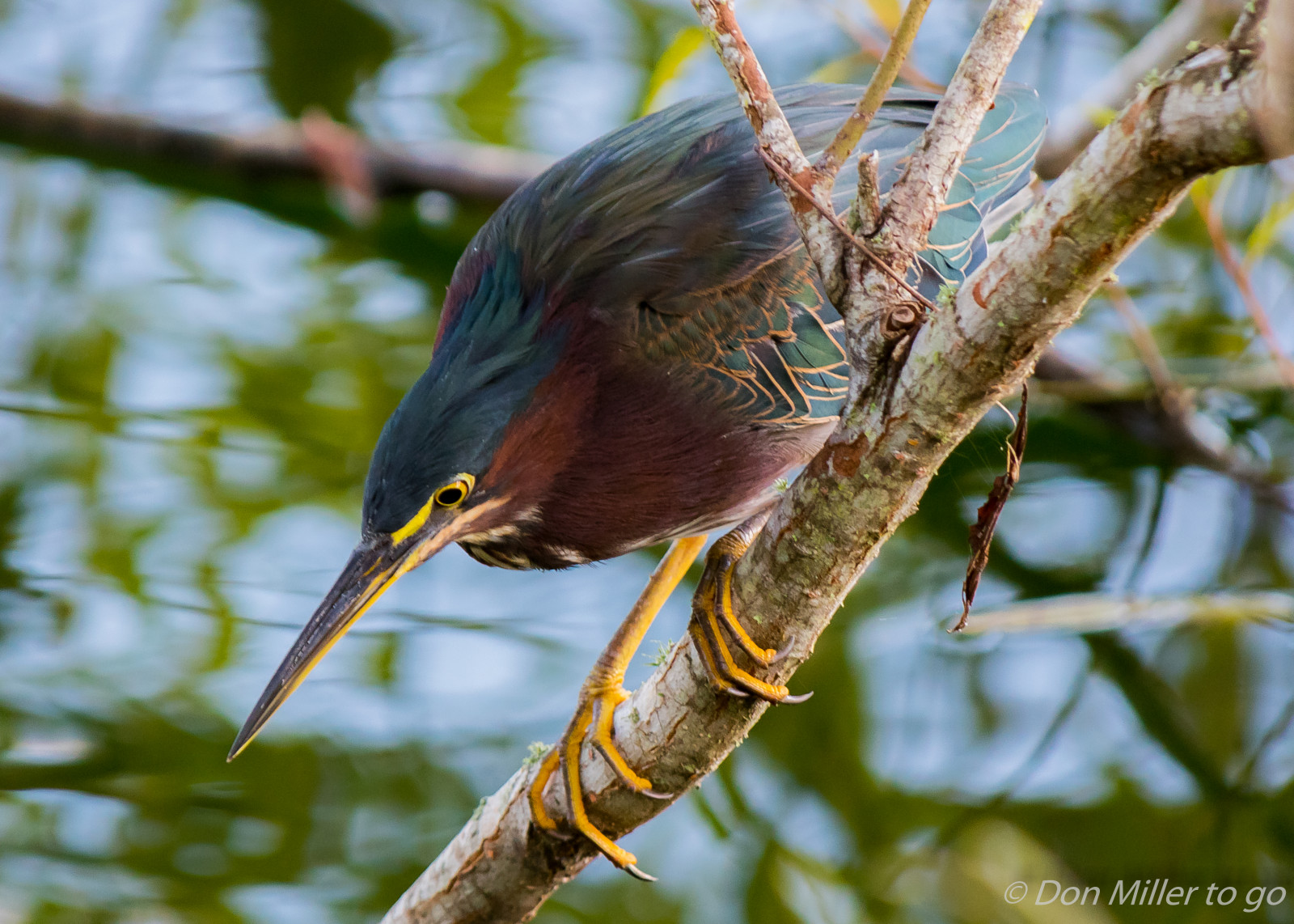 ptactvo, Příroda, venku, větev, Volně žijících živočichů, zobák, Florida, pták, pozorování ptáků, venicerookery, onawalk, hnízdiště ptáků, greenheron, D5500, fauna, prohlížení pták, obratlovců