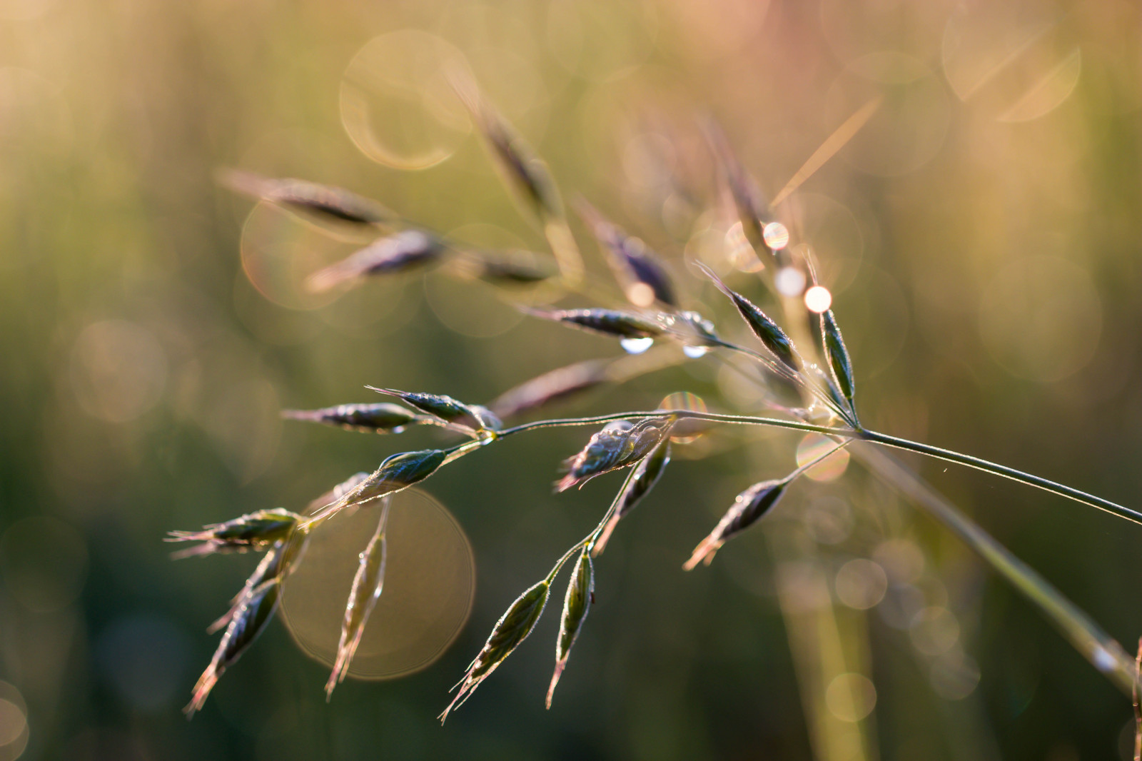slunečnímu záření, Příroda, tráva, fotografování, větev, svítání, zelená, květ, světlo, strom, podzim, list, květ, svítání, rostlina, flóra, ljus, soluppg ng, gr s, gryning, Kamera aby kánon, geolocation, exif aby kánon, EXIF isospeed 100, exif focallength 100mm, EXIF ef100mmf28lmacroisusm čočka, EXIF otvor 32, Model fotoaparátu canoneos100d, exif modelu canoneos100d, louka, fauna, divoká rostlina, větvička, botanika, suchozemská rostlina, kvetoucí rostlina, zblízka, makro fotografie, trny trny a trny, tráva rodina, závod stonek