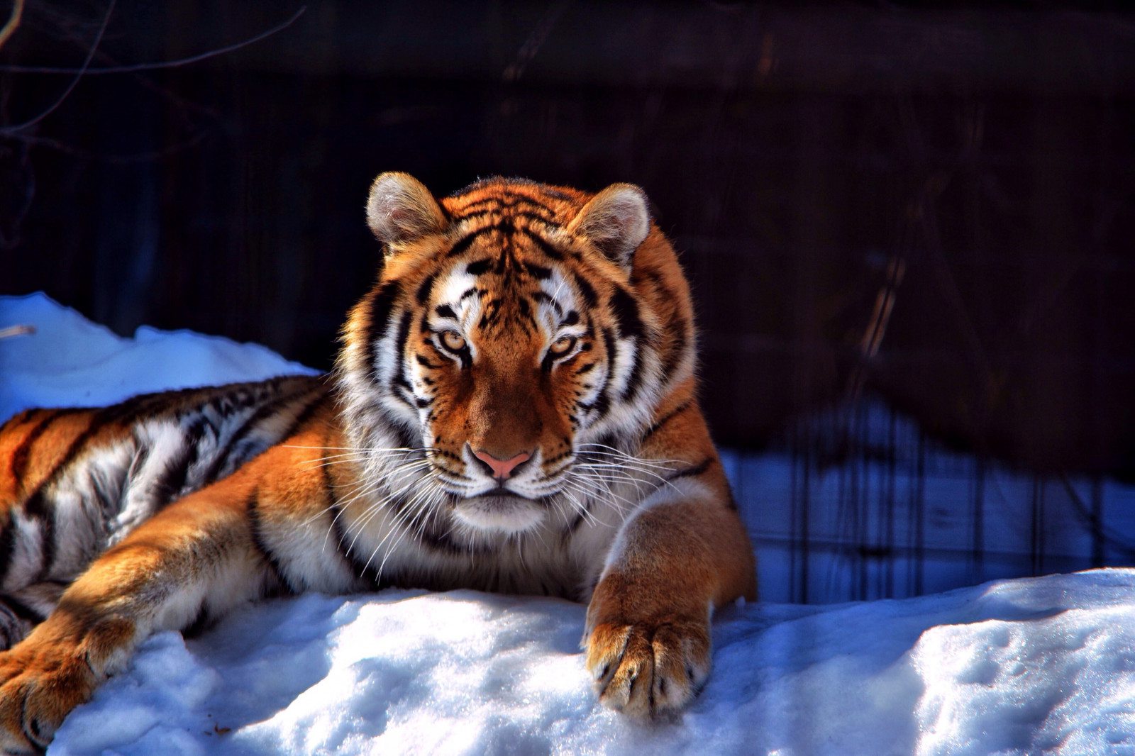 milovat, tygr, Volně žijících živočichů, Nikon, velké kočky, zoologická zahrada, kníry, šťastný, Michigan, Karma, nikond3100, savec, kočka jako savci, čenich, carnivoran, organismus, amurtiger, Lákání, Potterzoo, terrestrial animal