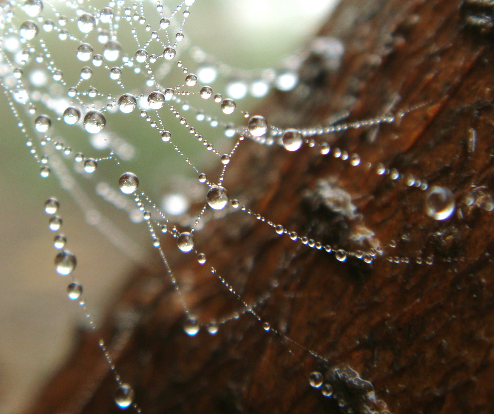 plama, Makro, Zbliżenie, krople rosy, krople, wodny, Dof, Bokeh, sieć