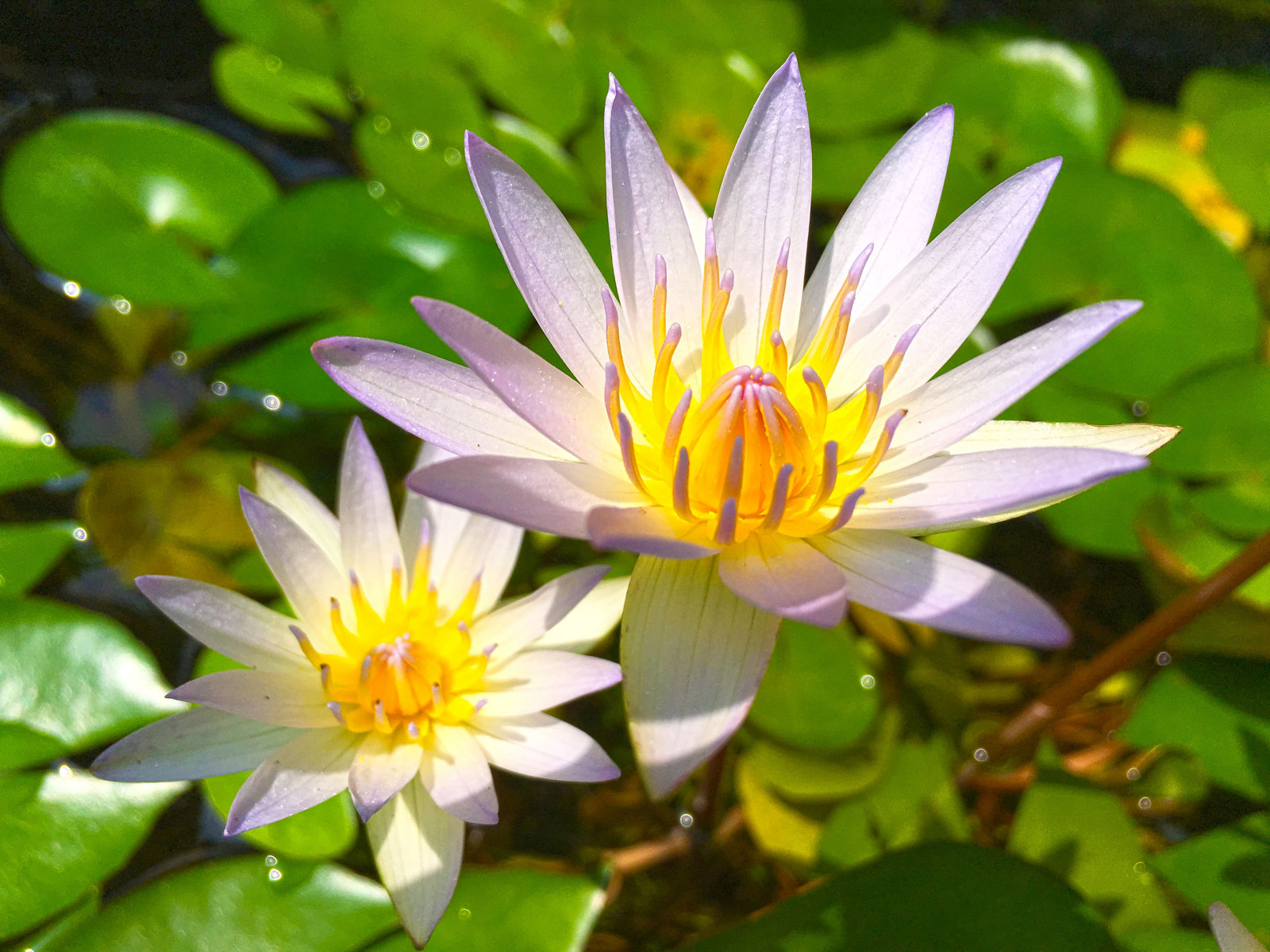 listy, květiny, Příroda, zelená, žlutý, květ, lekníny, Lotus, Sedmikráska, květ, rostlina, flóra, okvětní lístek, divoká rostlina, botanika, suchozemská rostlina, kvetoucí rostlina, makro fotografie, daisy rodina, vodních rostlin, posvátný lotos, lotus rodina