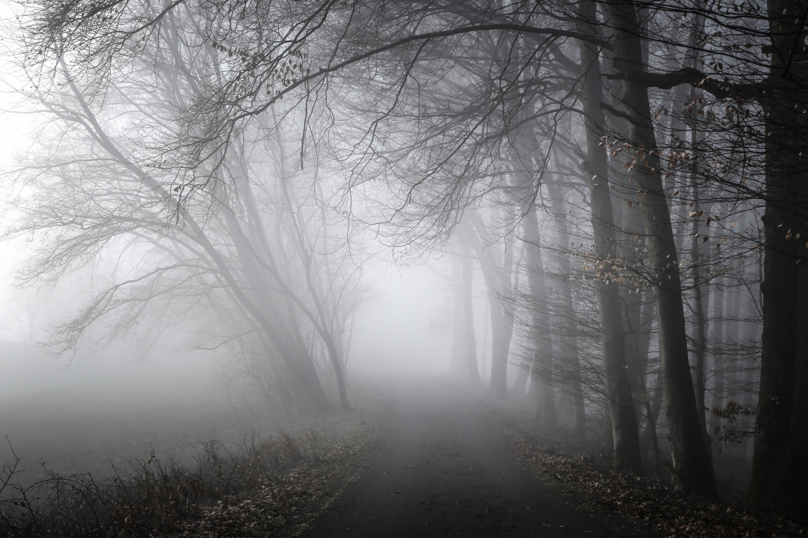 zima, mlha, barva, UMĚNÍ, les, Rakousko, jiný, dráha, nálada, Procházka, pokuta, atmosféra, umlčet, čurat, wintertrees, mistery, Gleichenberg, Světové, Arztg photo