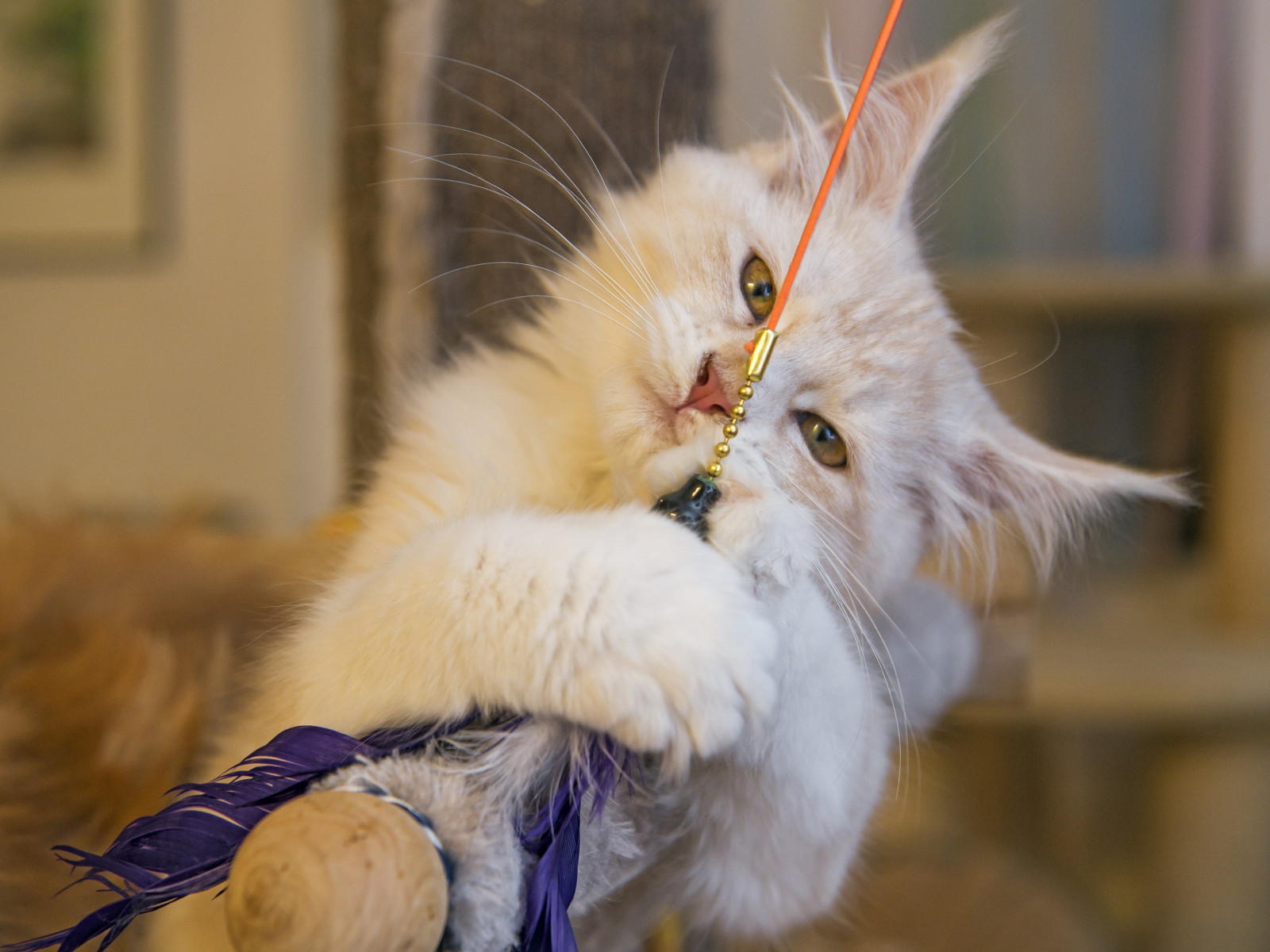 Wallpaper portrait, purple, feathers, Switzerland, Nikon, Cream, whiskers, Toy, playing, Kitty