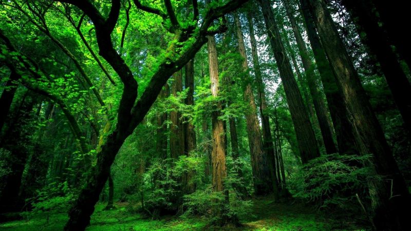 sunlight, trees, forest, old, branch, moss sunlight, trees, forest, old, branch, moss