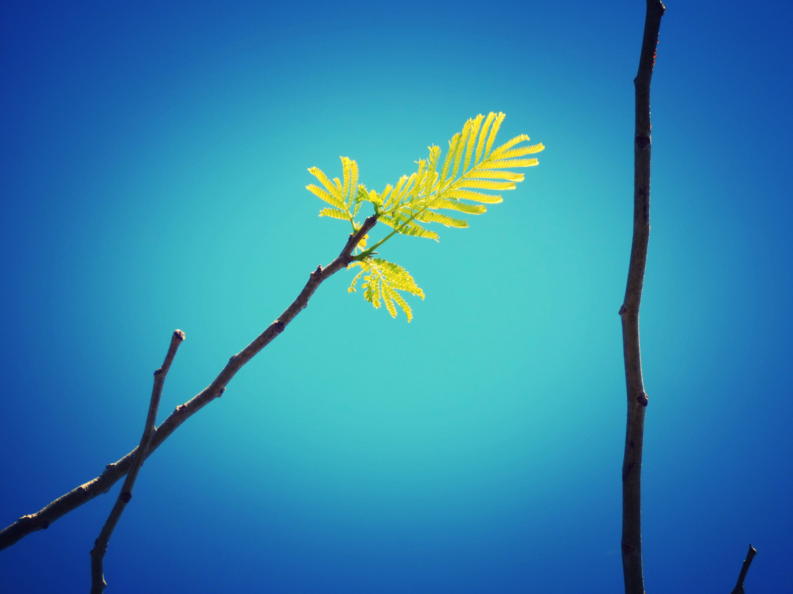 sollys, natur, himmel, afdeling, blå, tropisk, blomst, forår, Caribien, Cuba, træ, blad, blomst, plante, sakura, flora, Kvist, victoriabc, computer tapet, stængelplante, miksang, sakurahanami