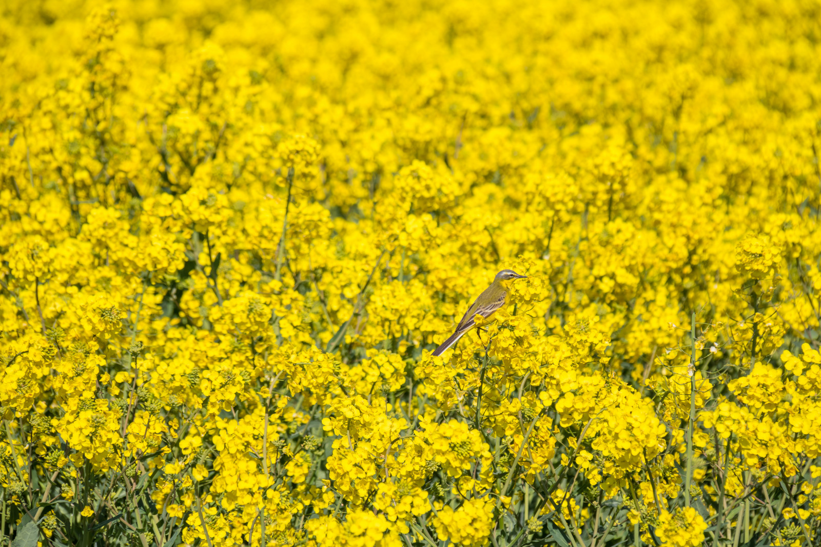 krajina, jídlo, pole, žlutý, maskovat, řepkového, květ, rostlina, pták, venkov, landsbygd, nárazy, f gel, f lt, s dersl tt, landskap, exif modelu canoneos760d, geocountry, Kamera aby kánon, geocity, Model fotoaparátu canoneos760d, geostate, geolocation, EXIF čočka efs18200mmf3556is, exif aby kánon, EXIF isospeed 100, EXIF otvor 80, exif focallength 175mm, řepka, rapefield, kamouflage, motacillaflava, gul RLA, westernyellowwagtail, zemědělství, louka, prérie, oříznutí, vyrobit, suchozemská rostlina, kvetoucí rostlina, tráva rodina, zeleninový, brassica, hořčice, hořčice závod, brassica rapa, hořčice a zelí rodina