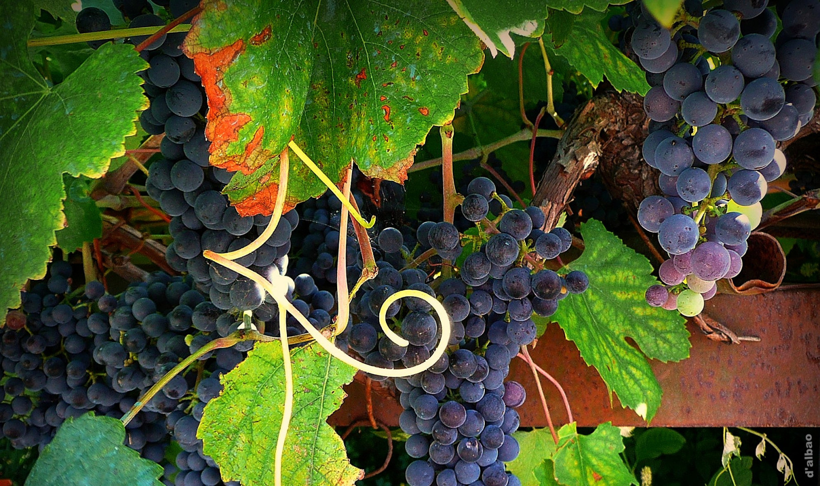 lumix, víno, sklizeň, réva, srpen, září, úponka, septiembre, agosto, Galicia, hrozny, svazky, Cosecha, Zarcillo, vino, Uvas, vendimia, vid, Racimos, leicalens, dalbao, francodalbao