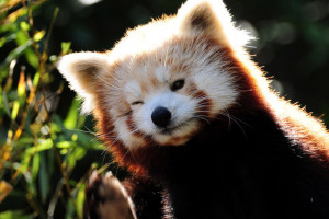 Hintergrundbilder Gesicht Tierwelt Whiskers Auge Katzchen Dunkelheit Computer Tapete Schwarz Und Weiss Nahansicht Katze Wie Saugetier Makrofotografie Schnauze Kleine Bis Mittelgrosse Katzen Fleischfresser Organismus Hausliche Kurzhaarige