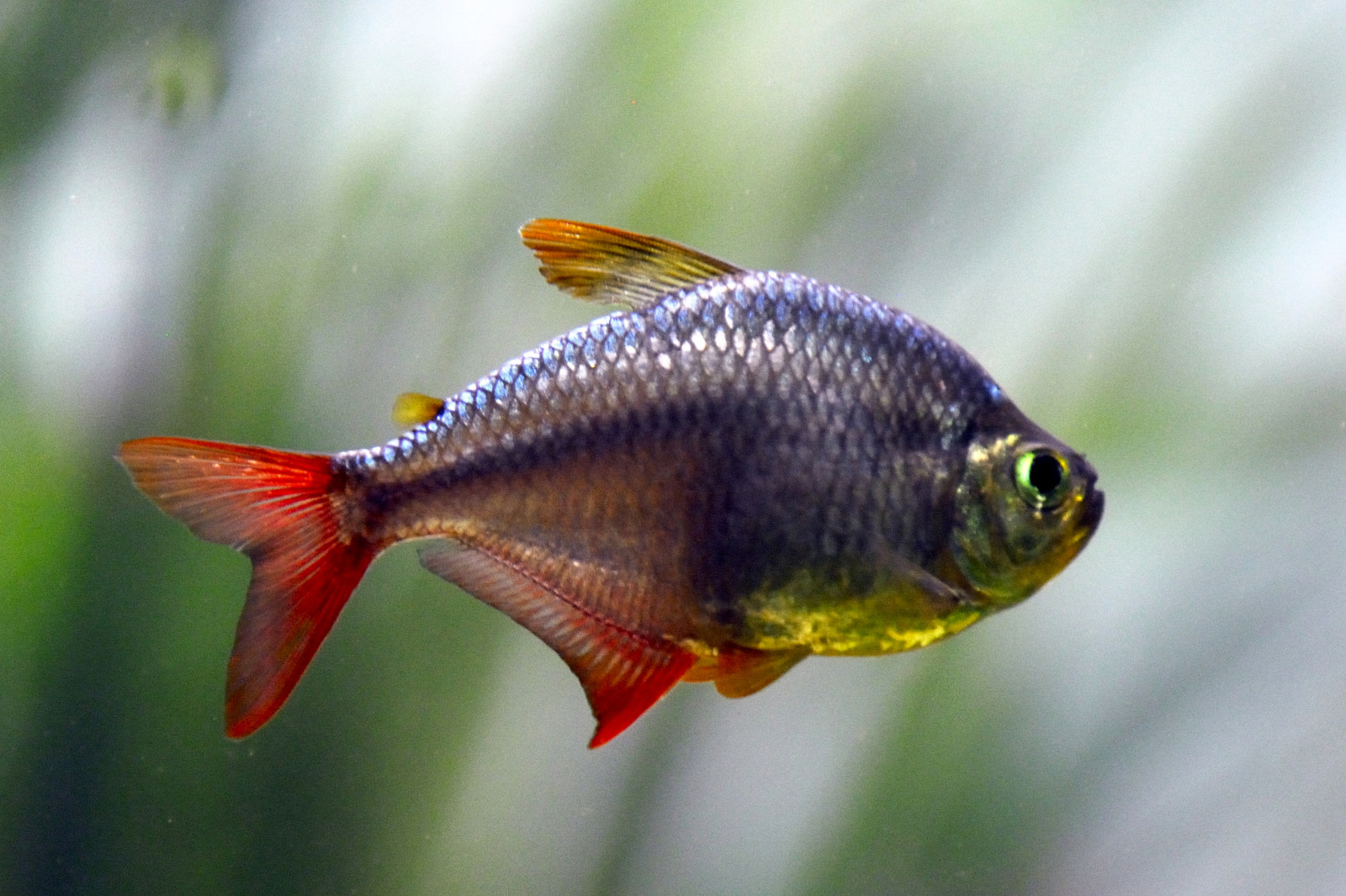 Germania, deutschland, acquario, Nikon, Fisch, poisson, allemagne, d300, Aquazoo, thegalaxy, Brillantsalmler