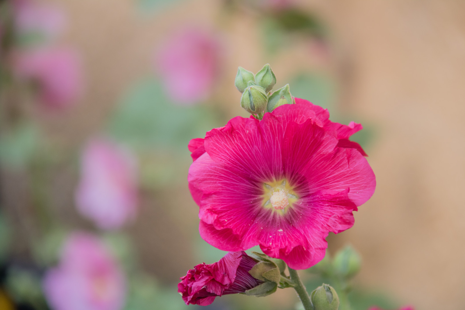 blomst, lyserød, blomst, plante, flora, blomma, lund, stokroser, stockros, exif model canoneos760d, geocountry, kamera gør kanon, geocity, kameramodel canoneos760d, geostate, geolocation, exif linse efs18200mmf3556is, exif åbning 56, exif focallength 200mm, exif gøre kanon, exif isospeed 500, kronblad, stokrose, wildflower, botanik, jord plante, blomstrende plante, tæt på, etårig plante, makrofotografering, stængelplante, Dianthus