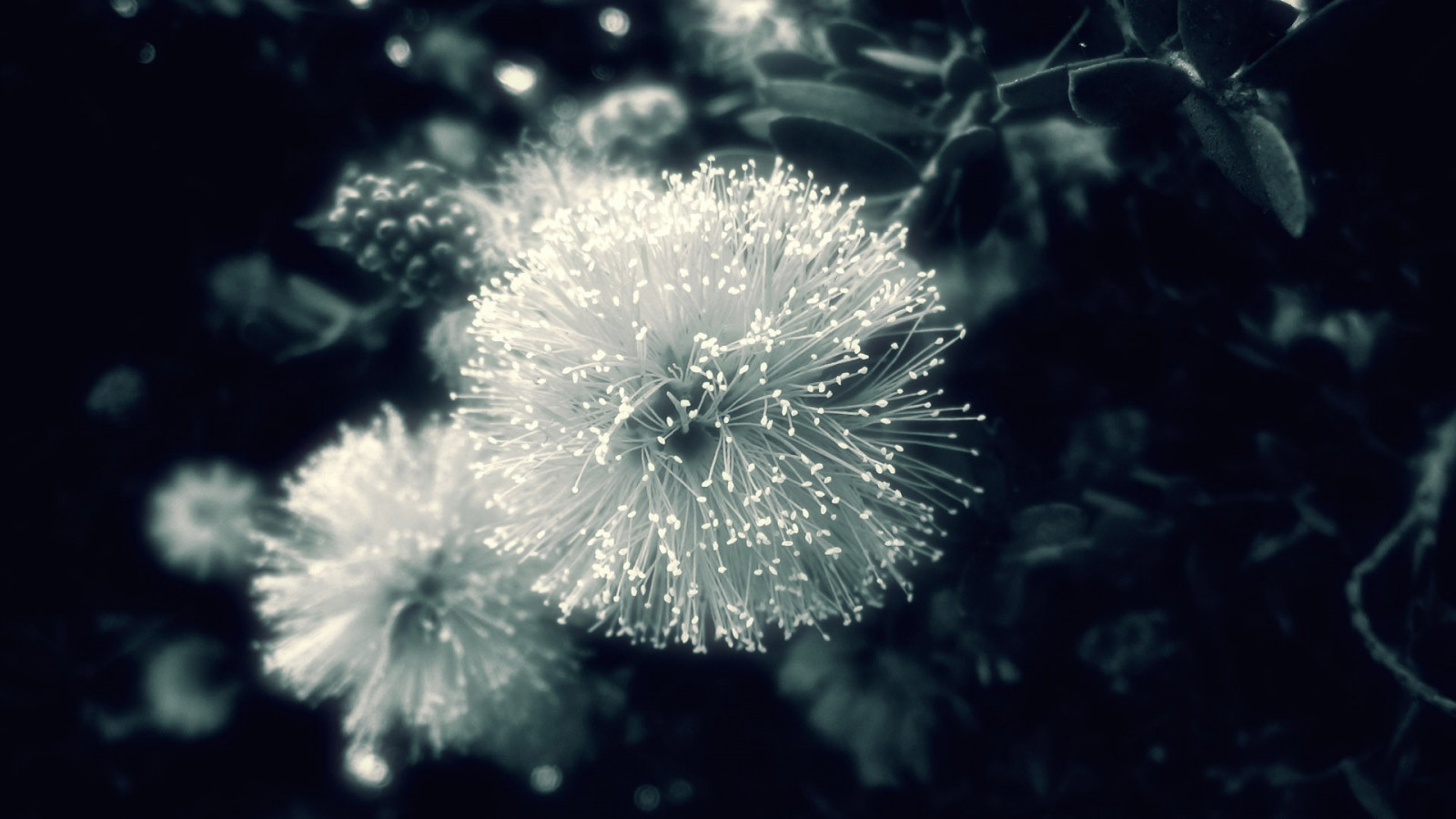 Sonnenlicht, einfarbig, Blumen, Fotografie, Löwenzahn, Blume, Pflanze, Schwarz und weiß, Monochrome fotografie, Fraktalkunst, Makrofotografie