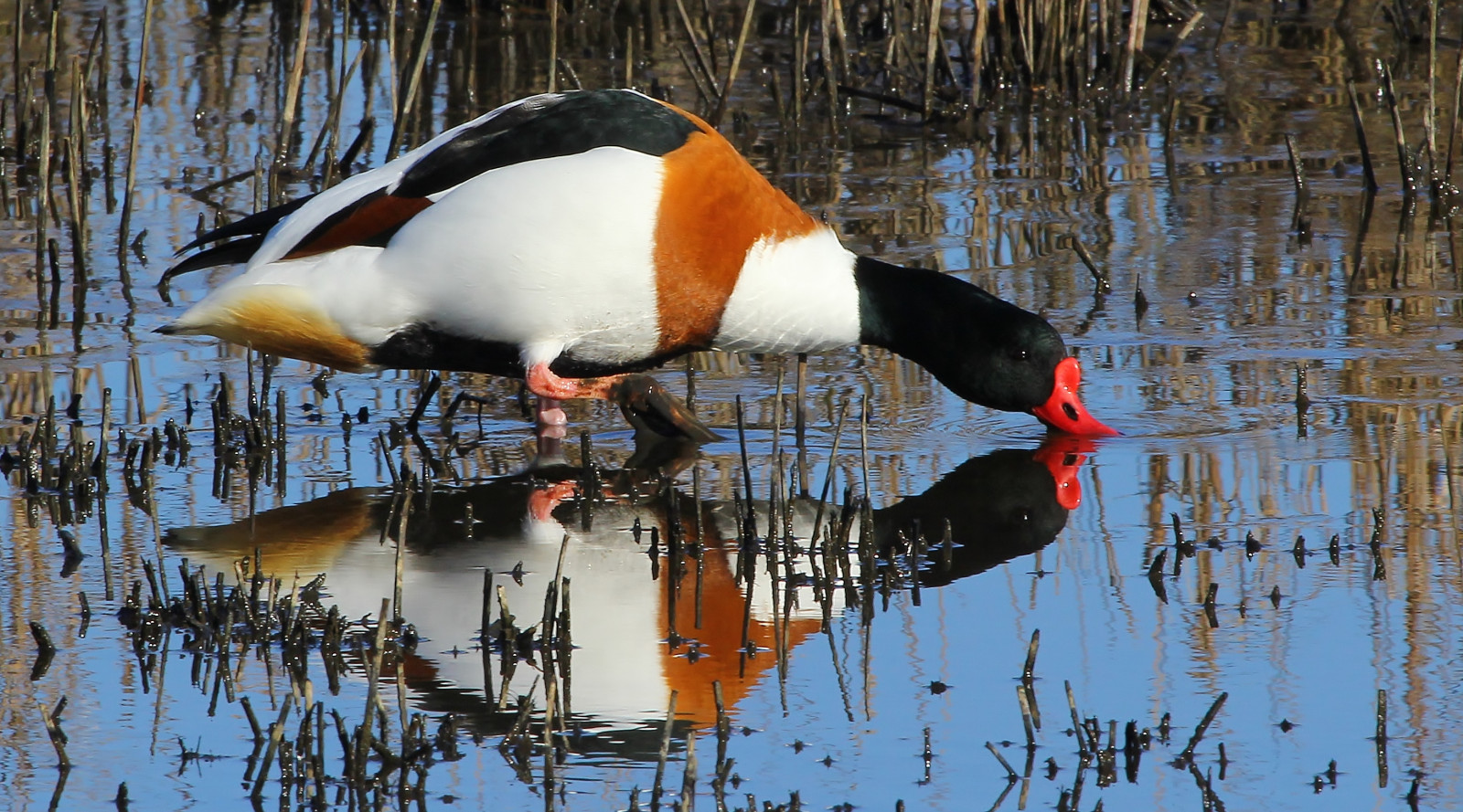 ptactvo, voda, odraz, zima, Volně žijících živočichů, kachna, britský, zobák, pták, fauna, vodní ptáci, obratlovců, vodní pták, kachen, hus a labutě, přírodní historie, britishbirds, morčák