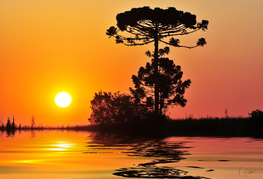 západ slunce, odraz, umělecká díla, silueta, svítání, žlutý, večer, ráno, slunce, oranžový, horizont, soumrak, Reflex, zaplavit, strom, květ, svítání, atmosférický jev, odlesk, arauc ria