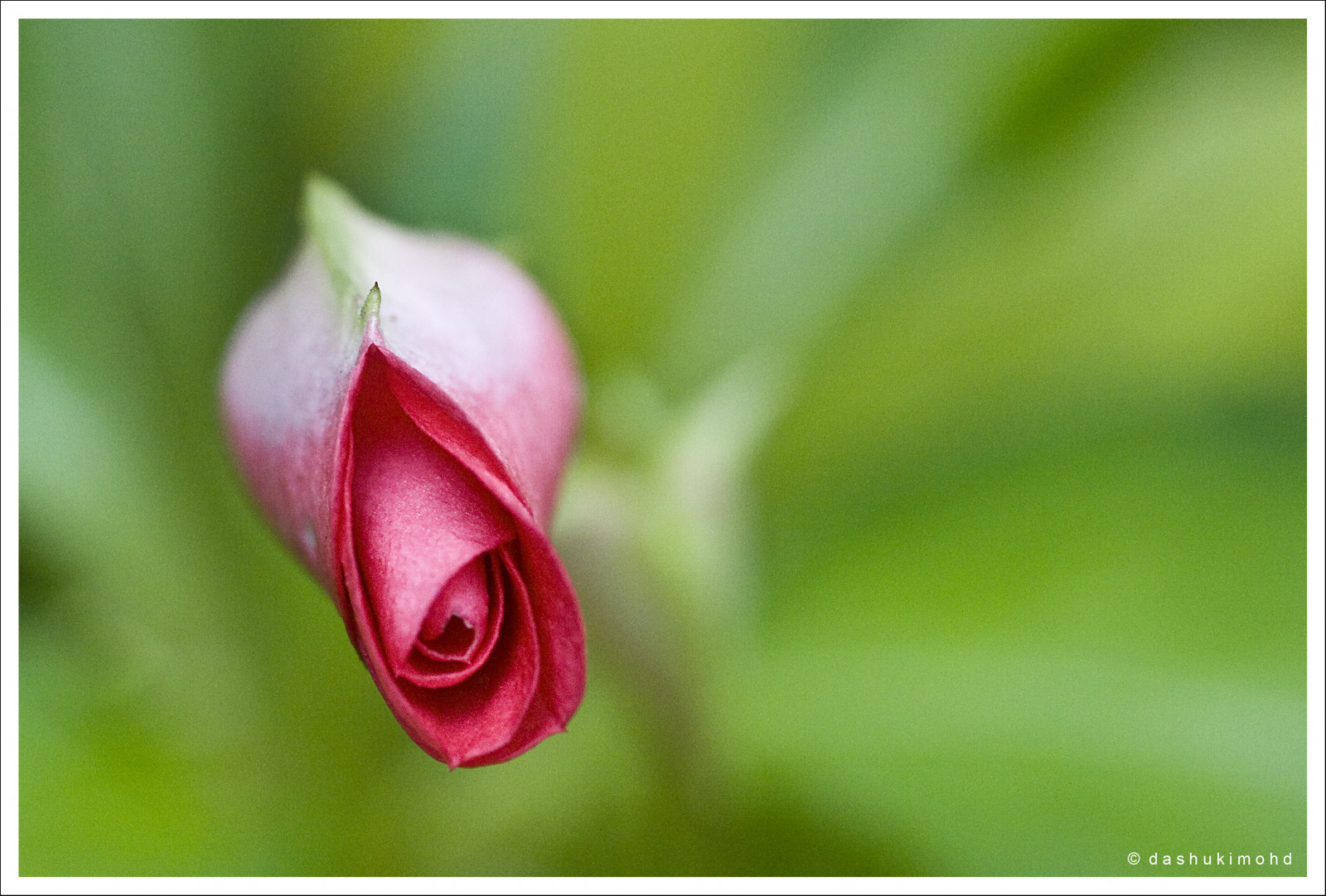 Wallpaper red, roses, flower, macro, green, nature, bokeh, Malaysia