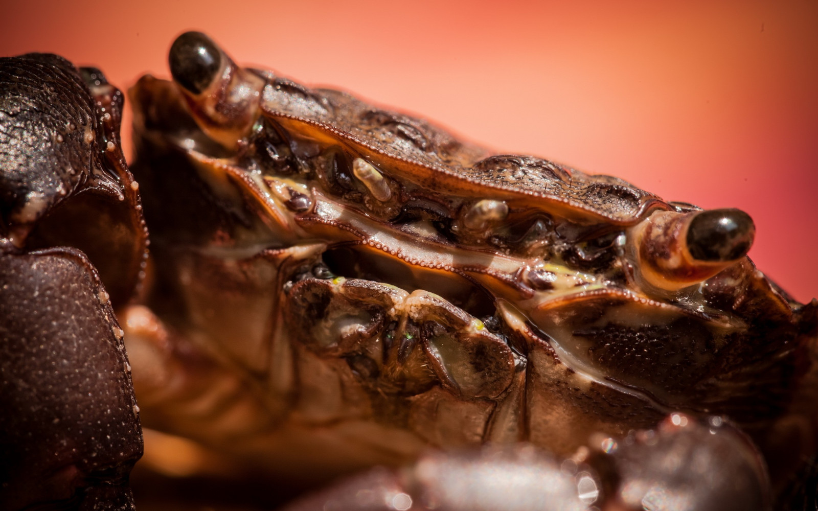 Wallpaper : animals, food, crabs, fauna, pest, ant, close up, macro ...