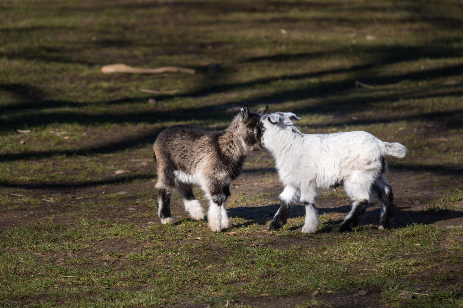 tráva, pole, zoologická zahrada, kozy, ovce, lučina, dítě, pastvina, dostat, koza, Djurpark, sk nesdjurpark, zabíjení, stádo, louka, fauna, savec, ovce, obratlovců, pastvisko