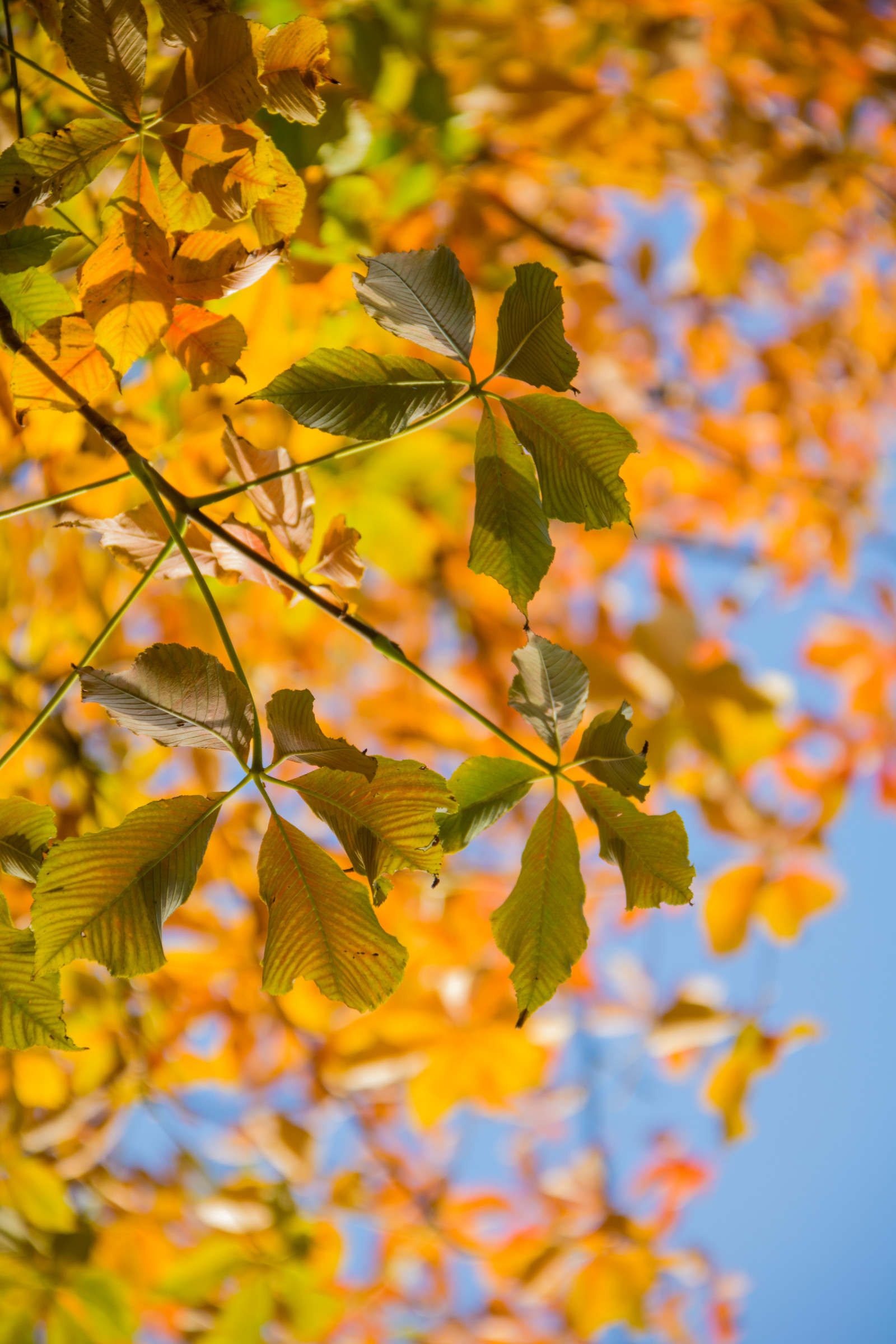 แสงแดด, สวน, ธรรมชาติ, สาขา, สีเขียว, สีเหลือง, เบ่งบาน, ต้นไม้, ฤดูใบไม้ร่วง, ใบไม้, ดอกไม้, ปลูก, ฤดู, พืช, tr d, ลันด์, h st, l v, botaniskatr dg rden, exif model canoneos760d, ประเทศธรณีวิทยา, กล้องทำให้ Canon, geocity, กล้องรุ่น canoneos760d, geostate, ตำแหน่งทางภูมิศาสตร์, เลนส์ Exifs efs18200mmf3556is, รูรับแสง 56, exif ทำให้ canon, exif isospeed 160, exif focallength 135mm, พฤกษศาสตร์, พฤกษศาสตร์, t dg rd, พฤกษศาสตร์, โรงงานที่ดิน, พืชดอก, ไม้ยืนต้น, ไม้พุ่ม, ผลัดใบ, ต้นเมเปิ้ล, ต้นมะระ