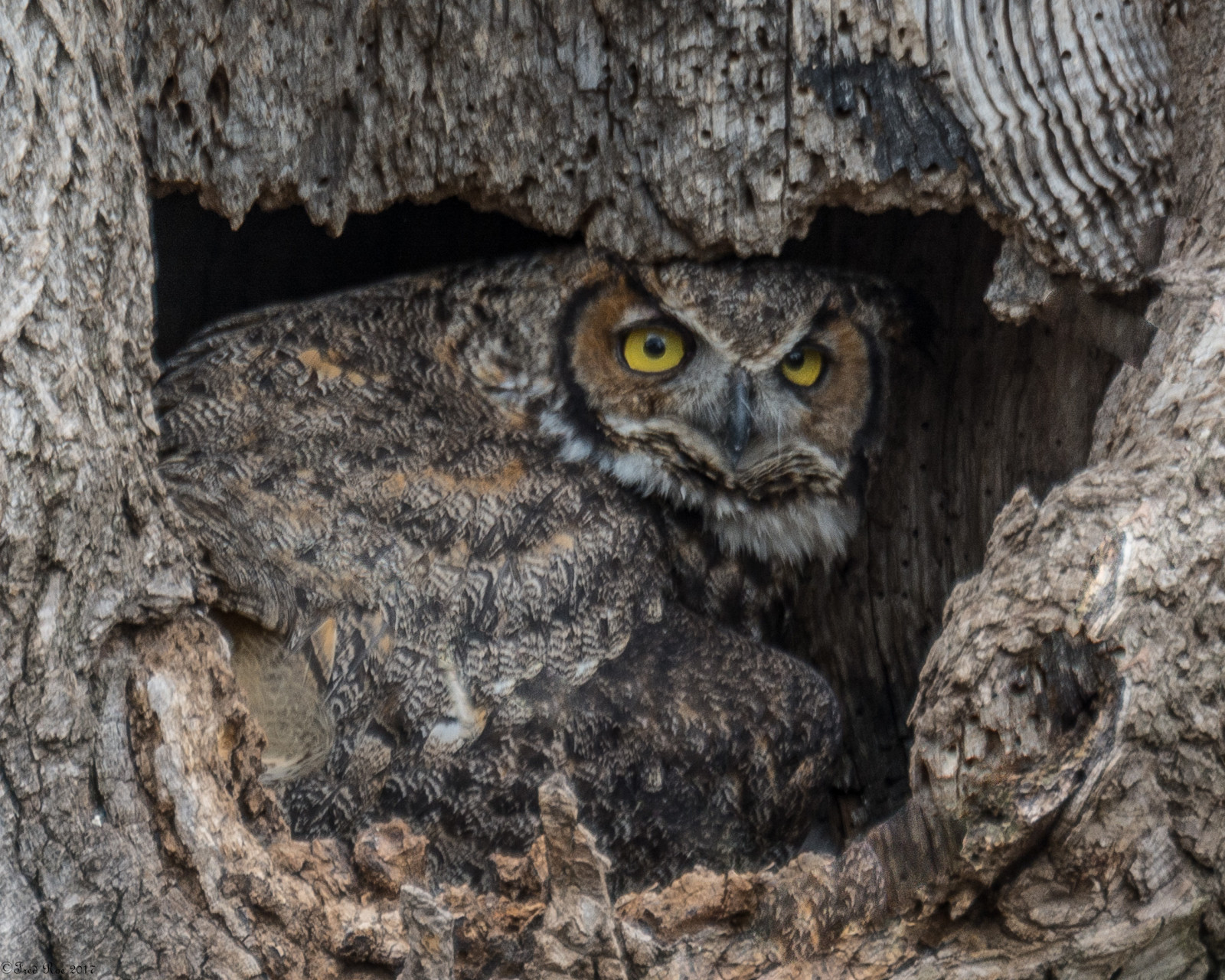 lca71d4656, nikond7100, nikkorafs80400mmf4556ged, nikonafsteleconvertertc14eii, ธรรมชาติ, สัตว์ป่า, แร็ปเตอร์, นกฮูก, นก, การดูนก, การดูนก, birdwatcher, greathornedowl, bubovirginianus