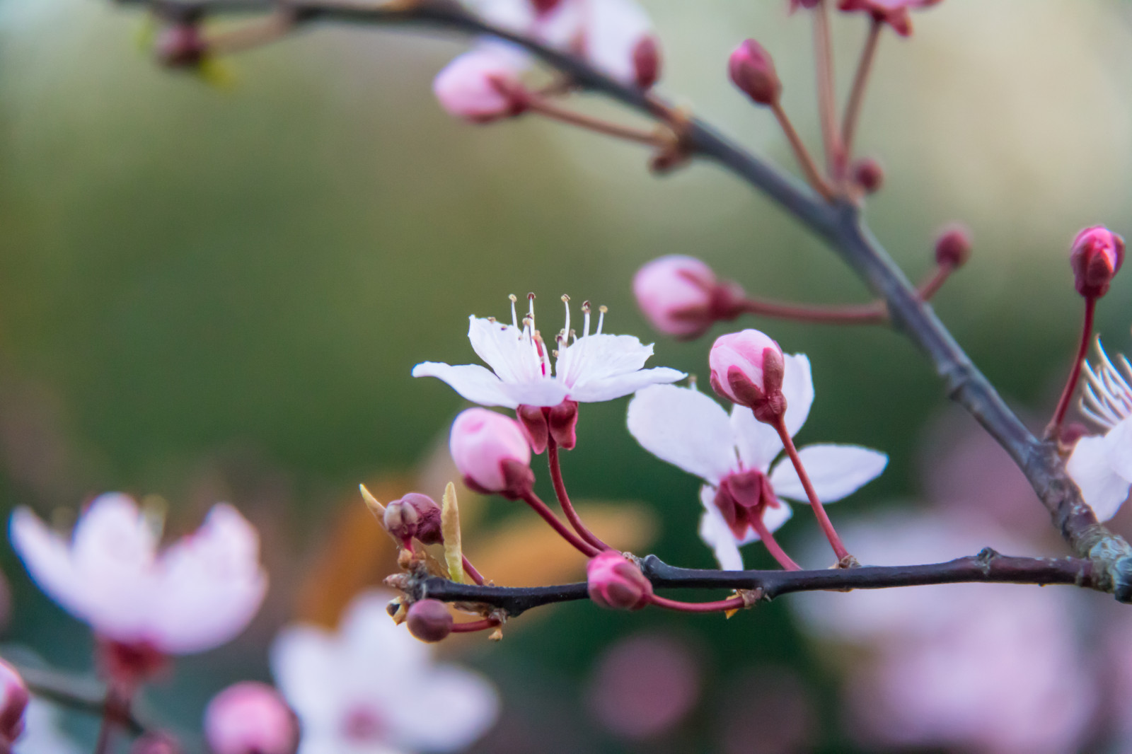 Příroda, větev, květ, růžový, jaro, list, květ, rostlina, sezóna, flóra, pupen, Blomma, Trelleborg, okvětní lístek, vyrobit, botanika, suchozemská rostlina, kvetoucí rostlina, zblízka, keř, makro fotografie, závod stonek