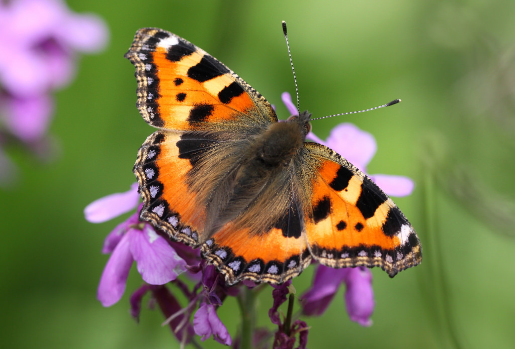 Tiere, Blumen, Natur, Fotografie, Makro, Schmetterling, Insekt, Tierwelt, Kanon, Blumenblätter, Fehler, Tier, Blume, Insekten, Bugs, Flora, Schmetterlinge, 100mm28lmacro, Nederland, die Niederlande, die Galaxie, Unendlich, Platinumheartaward, Fauna, Nahansicht, Makrofotografie, wirbellos, Gliederfüßer, Nektar, Bestäuber, Motten und Schmetterlinge, Lycaenid, Monarchfalter