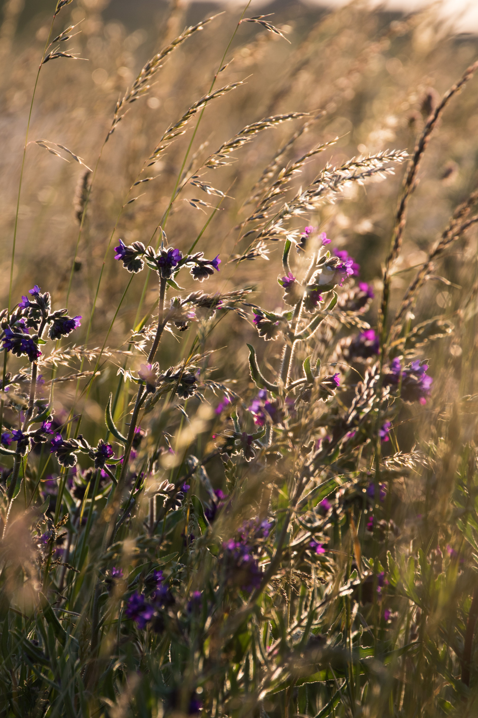 luce del sole, tramonto, natura, erba, ramo, lavanda, fiorire, primavera, leggero, autunno, foglia, fiore, pianta, ora d'oro, flora, solnedg ng, ljus, v xt, gr s, modello canoneos760d exif, geocountry, Marca fotocamera Canon, Geocity, modello di fotocamera canoneos760d, geostate, geolocalizzazione, exif fare canon, apertura exif 71, exif ISOSPEED 200, ef70300mmf456lisusm lente exif, gyllenetimmen, exif focalLength 269 millimetri, prato, Fiore di campo, prateria, habitat, botanica, impianto di terra, pianta fiorita, fotografia macro, famiglia di erba