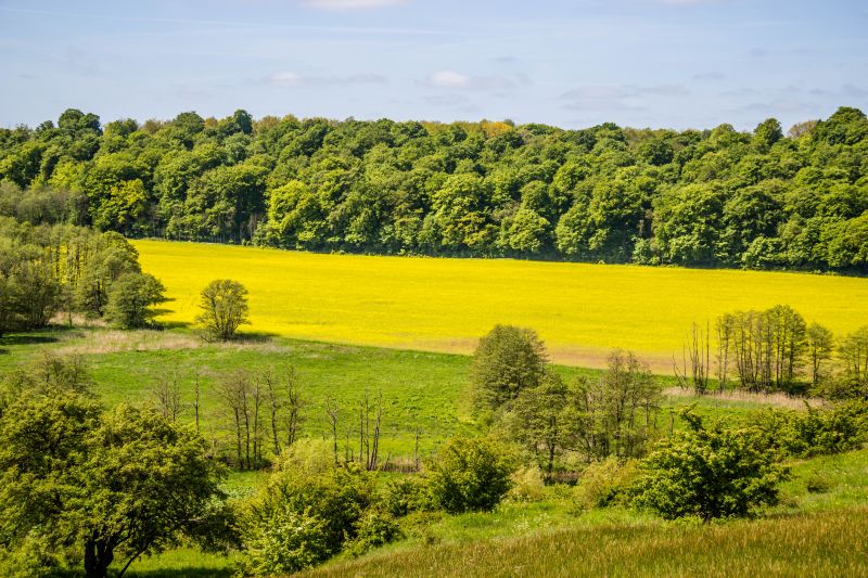 krajobraz,wzgórze,Natura,trawa,pole,las