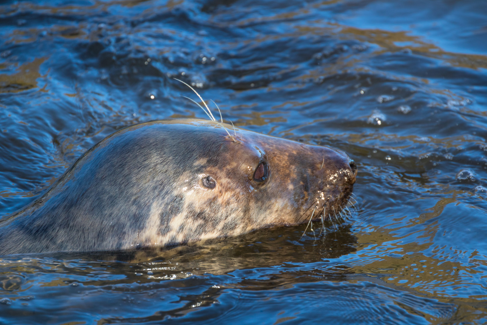 mare, natura, Zoo, biologia, animale, oceano, djur, modello canoneos760d exif, geocountry, Marca fotocamera Canon, Geocity, modello di fotocamera canoneos760d, geostate, geolocalizzazione, apertura exif 56, exif fare canon, exif ISOSPEED 400, ef70300mmf456lisusm lente exif, exif focalLength 269 millimetri, Djurpark, sk nesdjurpark, foca, s l, gr s l, fauna, mammifero, vertebrato, biologia marina, mammifero marino