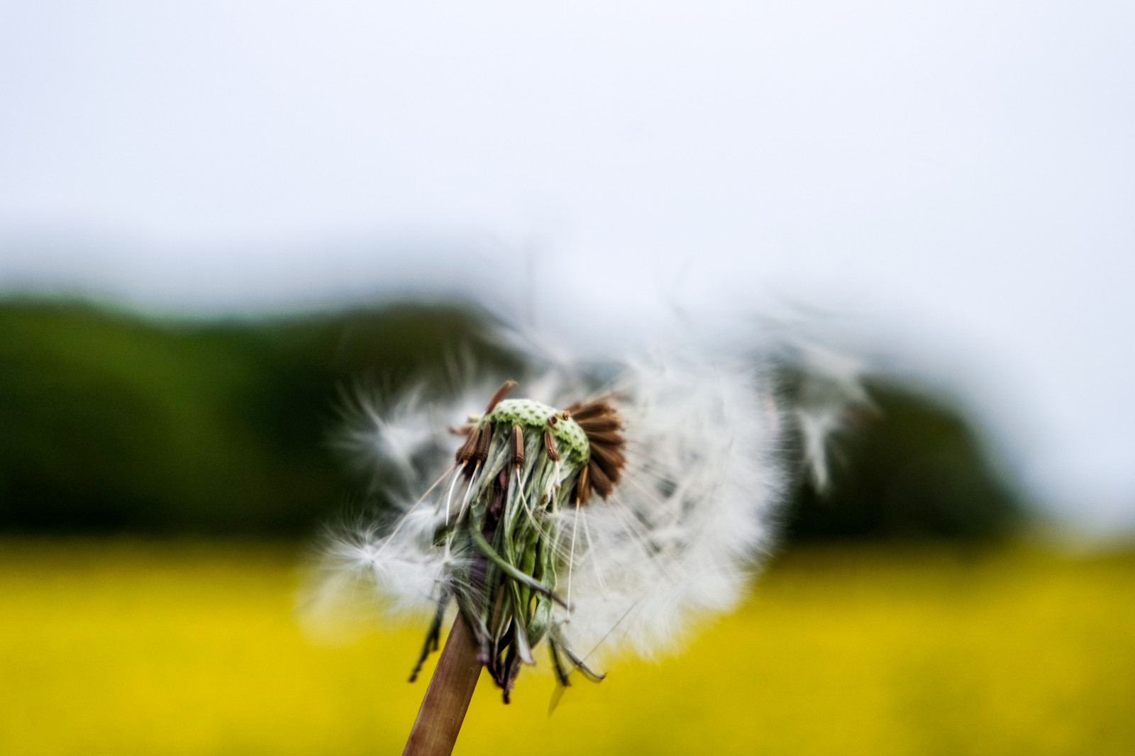 makro fotografie, zblízka, pampeliška, hmyz, květ, nebe, rostlina, tráva, jaro, Volně žijících živočichů, závod stonek, stock photography