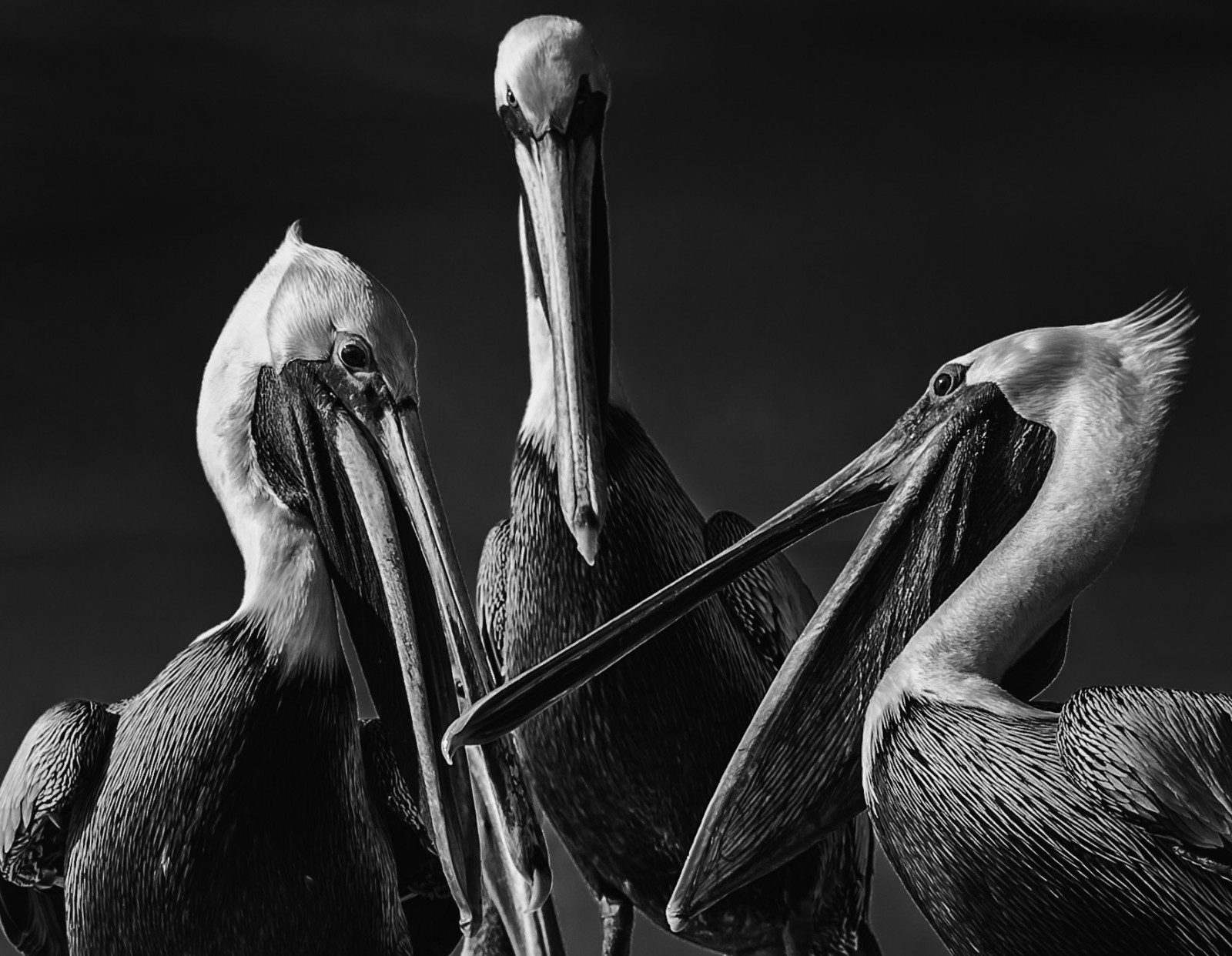 BW, Mono, kolme, muuntaminen, Florida, pelikaani, kontrastikkaaseen, Twoscompany, Placida, drewan, nikond800