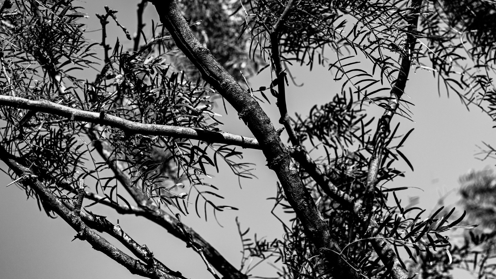 Wallpaper twig, trunk, black and white, tree, Tints and shades