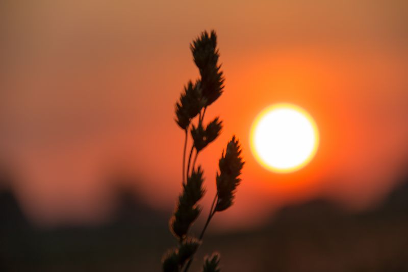 luce del sole, tramonto, natura, riflessione, erba, cielo