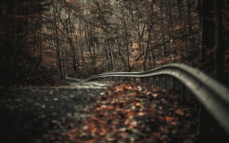 slunečnímu záření, stromy, krajina, les, podzim, hloubka pole slunečnímu záření, stromy, krajina, les, podzim, hloubka pole