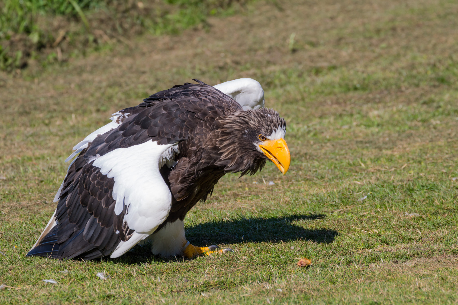 สัตว์ป่า, นกล่าเหยื่อ, นกอินทรี, เดนมาร์ก, หัวโล้น, ปาก, นก, birdofprey, Danmark, f เจล, exif model canoneos760d, ประเทศธรณีวิทยา, กล้องทำให้ Canon, geocity, กล้องรุ่น canoneos760d, geostate, ตำแหน่งทางภูมิศาสตร์, exif ทำให้ canon, exif isospeed 100, รูรับแสง exif 71, exif เลนส์ ef70300mmf456lisusm, Skagen, rovf gel, eagleworld, rnreservatet, haliaeetuspelagicus, stellersseaeagle, j ttehavs rn, ความยาวคลื่น exif 244mm, ปีก, สัตว์ป่า, สัตว์มีกระดูกสันหลัง, อีแร้ง, accipitriformes