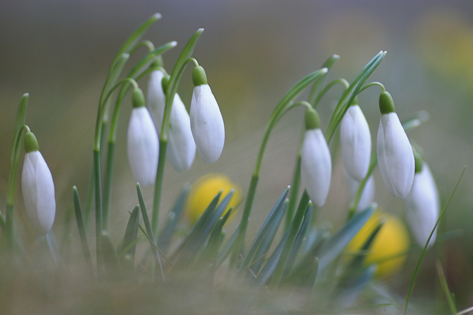 bílý, tráva, jaro, krokus, květ, rostlina, flóra, pupen, makro, sněženka, okvětní lístek, hessen, divoká rostlina, Wiese, počítač tapeta, kvetoucí rostlina, zblízka, makro fotografie, závod stonek, galanthus, schneegl ckchen, Fruhling, rh n, fr HBL ji, Fulda, Winterlinge, amaryllis family