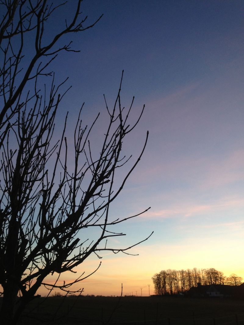 luce del sole,paesaggio,tramonto,cielo,natura,ramo