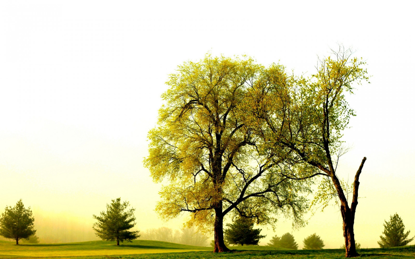 stromy, větve, fragmenty, korun, polovina