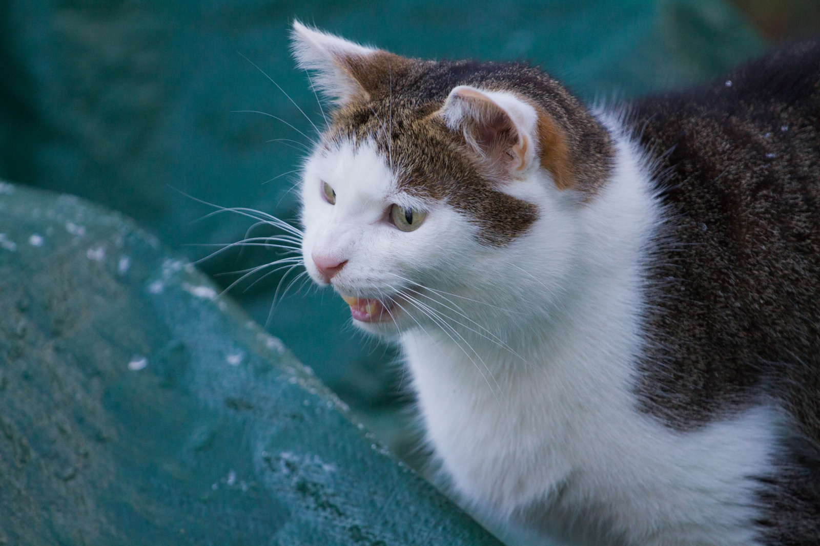 kočka, nos, kníry, kotě, fauna, savec, puntíkovaný, obratlovců, kočka jako savci, malé až středně velké kočky, domácí krátké vlasy kočka, Evropská krátkosrstá, agrese