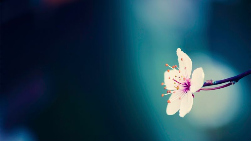 sunlight, flowers, plants, photography, macro, reflection sunlight, flowers, plants, photography, macro, reflection