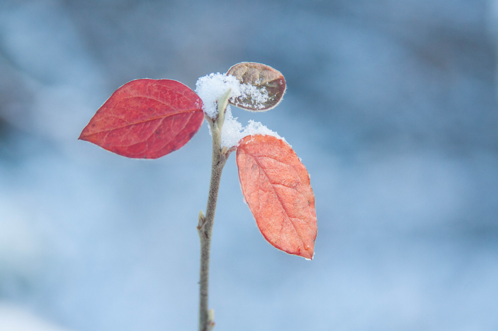 azul, inverno, vermelho, laranja, neve, plantar, frio, natureza, sai, Cânone, jardim, Dinamarca, congeladas, Cores, Bokeh, Natur, folhagem, ter, Escandinávia, 28135mm, 4 estações, 50d