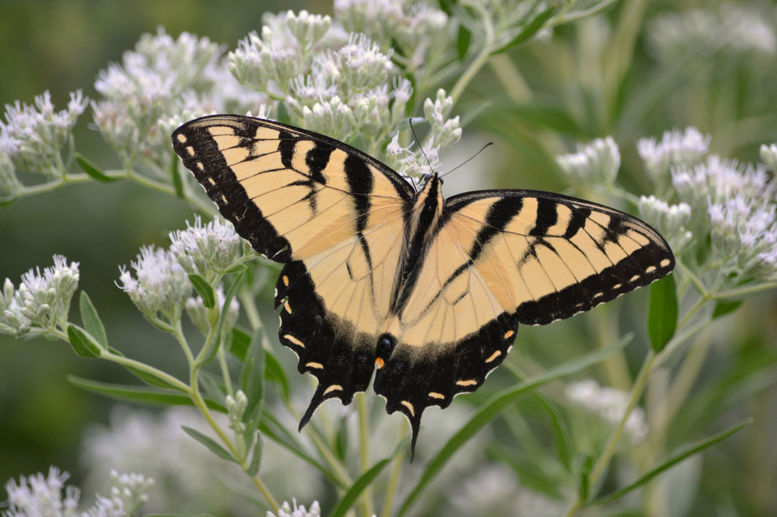 ตก, ธรรมชาติ, เสือ, แมโคร, ผีเสื้อ, แมลง, ตอนเย็น, สัตว์ป่า, ตะวันออก, อ่อนนุ่ม, ดอกไม้, ปลูก, แสงแดด, การถ่ายภาพมาโคร, สัตว์ที่ไม่มีกระดูกสันหลัง, สัตว์ขากรรไกร, สิ่งมีชีวิต, แคนซัส, น้ำทิพย์, แมลงผสมเกสร, ผีเสื้อและผีเสื้อ, lycaenid, ผีเสื้อพระมหากษัตริย์, Pieridae, ผีเสื้อแปรง, swallowtail, overlandparkarboretum, kscattails, easttigerswallowtail, opagc