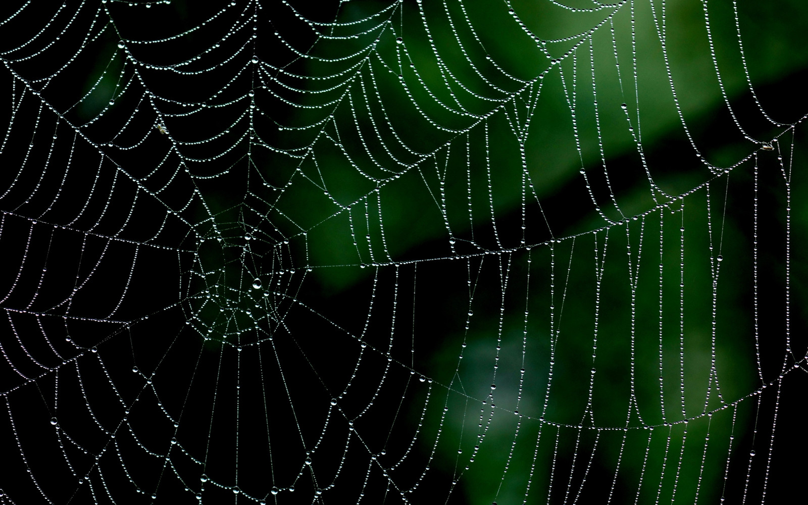 4000x2500 px, közelkép, makró, minimalizmus, természet, pókháló