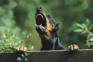 Wallpaper Animals Doberman Pinscher Dog Like Mammal 1680x1050